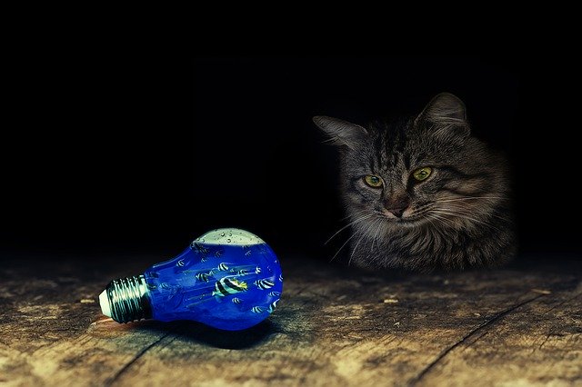 kočka a žárovka